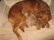 Ginnywitpuppies.JPG