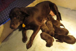 cocandpuppies.jpg
