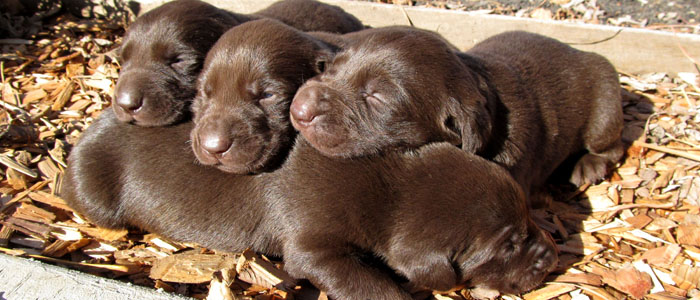 Chocolate Labrador Retriever Puppies