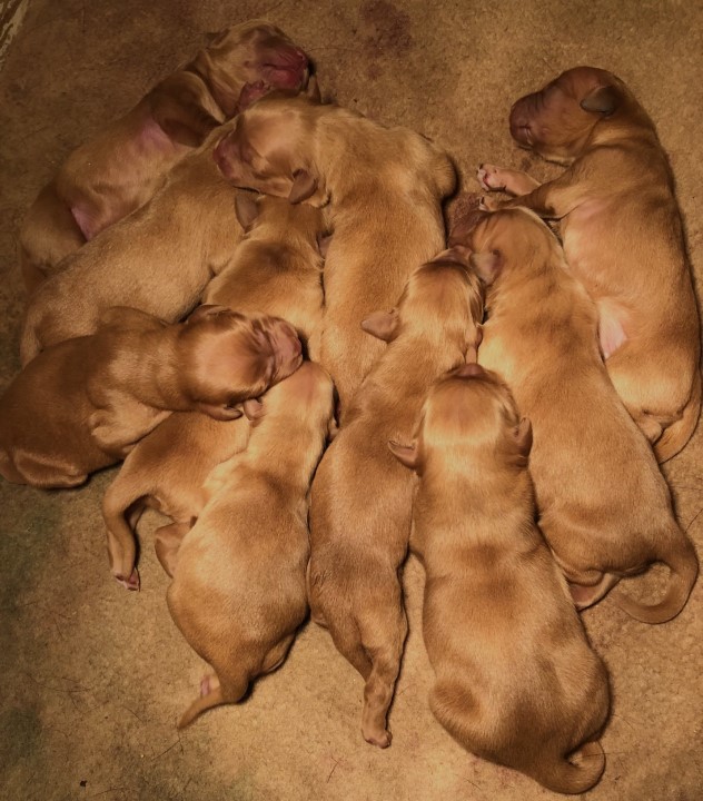 Belle and Buddy's litter