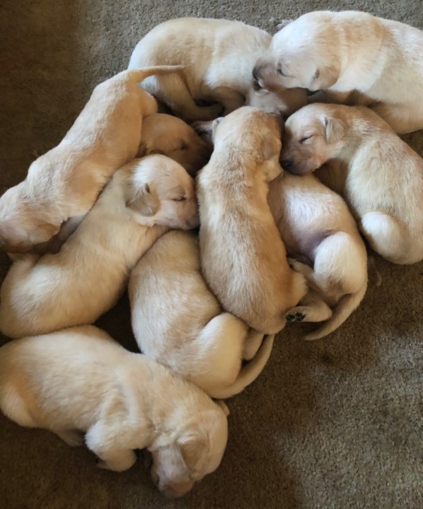 Tessa and Max's litter