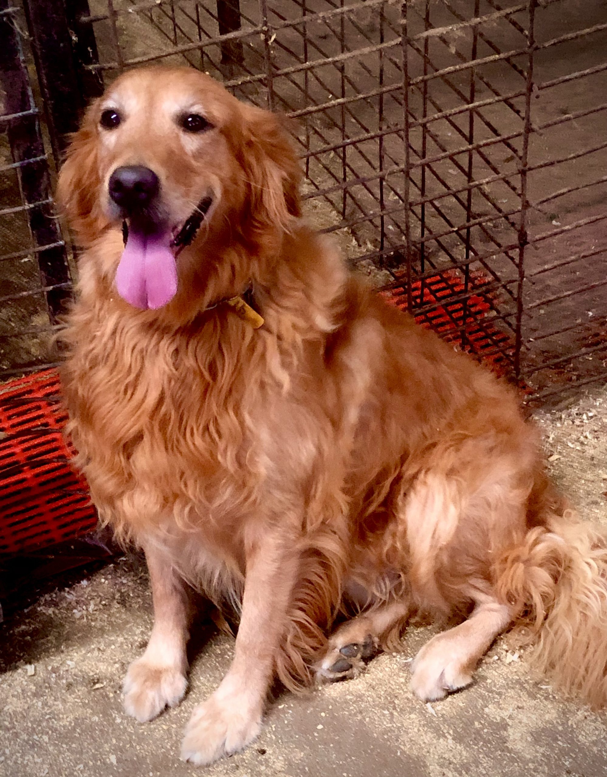 Golden Retrievers Schelhaas Family Puppies