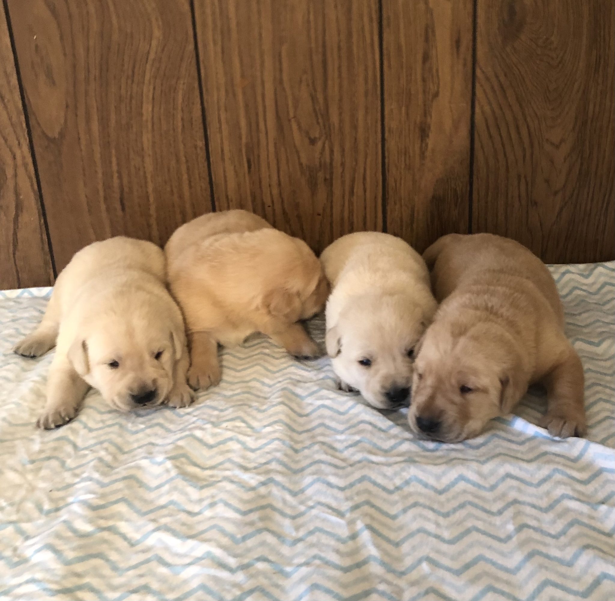 Goldador Puppies Schelhaas Family Puppies