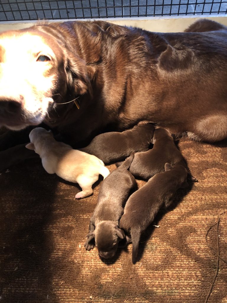 newborn chocolate lab puppies