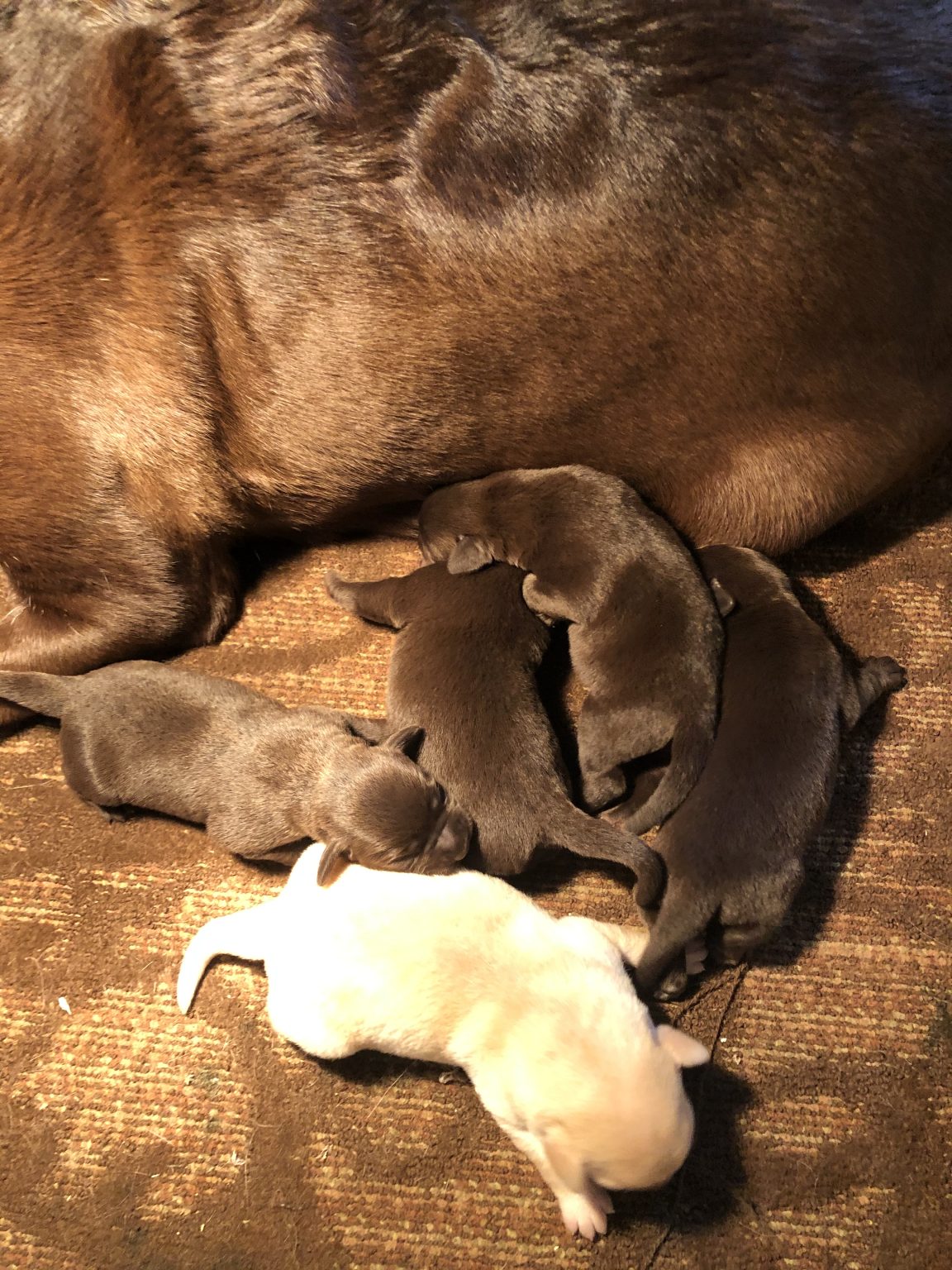 Chocolate Lab Puppies Schelhaas Family Puppies