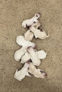 Cali's newborn puppies.